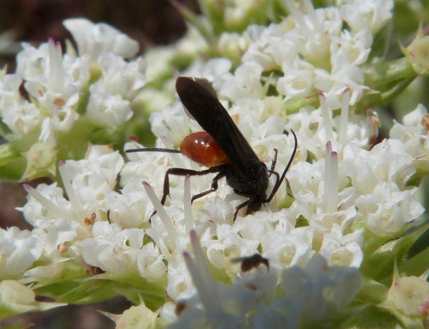 Piccolo Braconidae